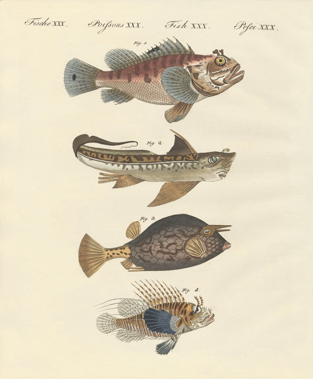 Peixe com uma forma estranha de German School
