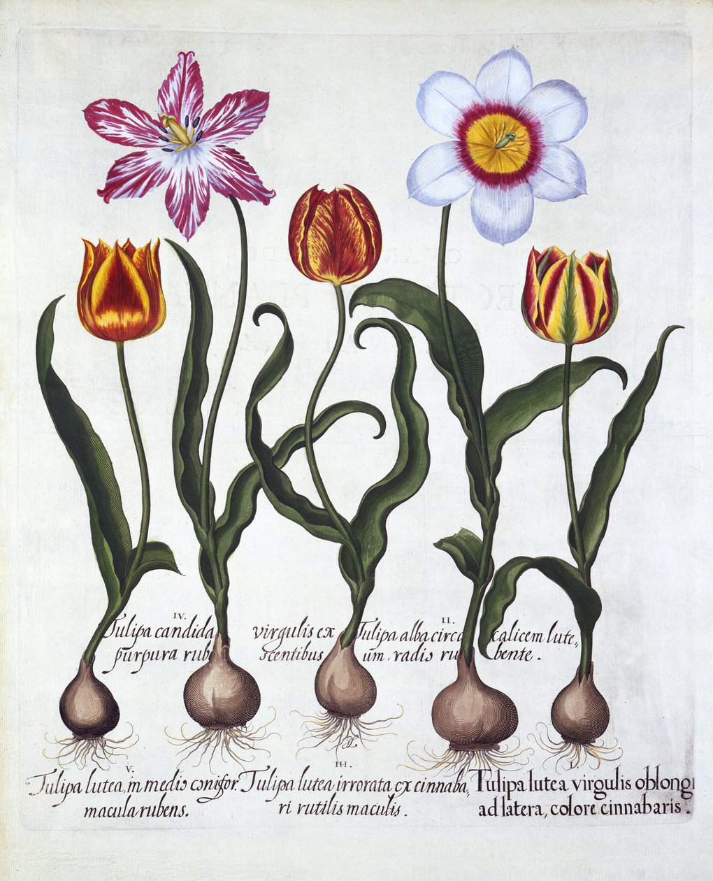 Cinco tulipas, de Hortus Eystettensis, de Basil Besler (1561-1629), pub. 1613 (gravura colorida à mão) de German School