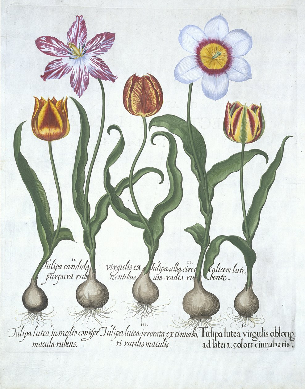 Cinco tulipas, de Hortus Eystettensis, por Basil Besler (1561-1629) pub. 1613 (gravura colorida à mão) de German School