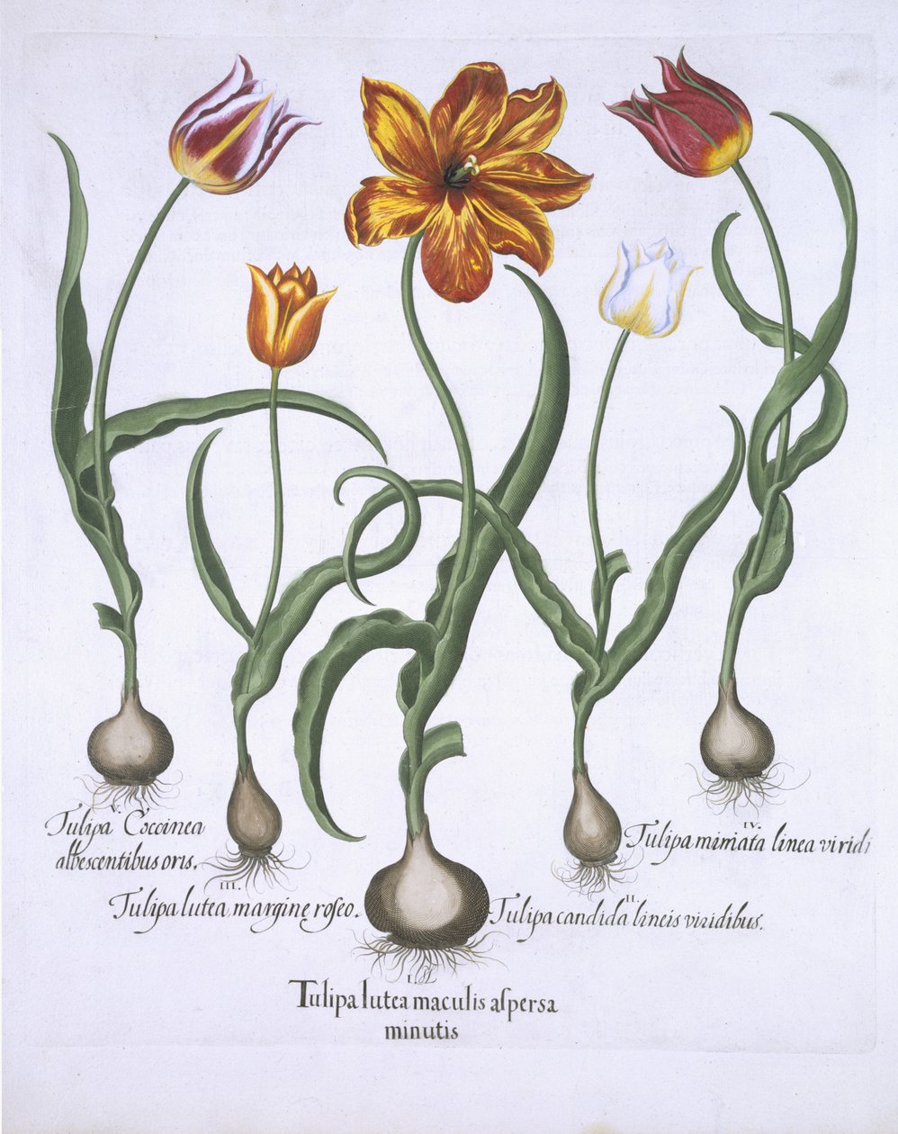 Cinco tulipas, de Hortus Eystettensis, por Basil Besler (1561-1629) pub. 1613 (gravura colorida à mão) de German School