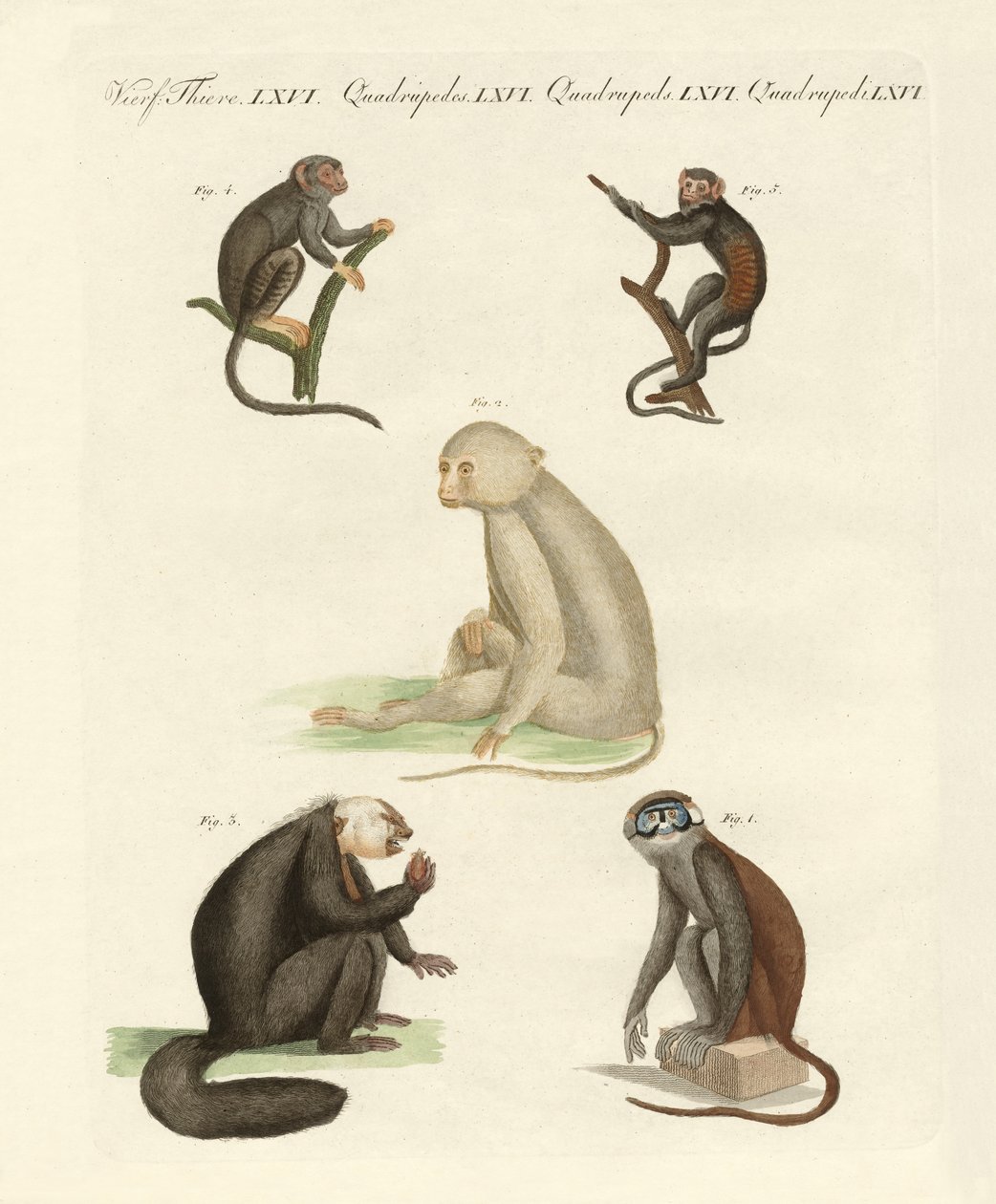 Cinco tipos de macacos (gravura colorida) de German School