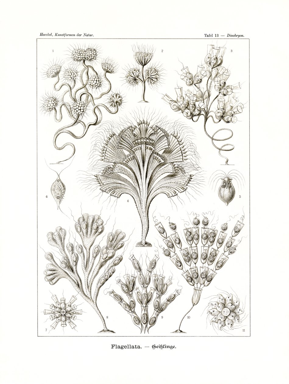 Flagellata, 1899-1904 de German School