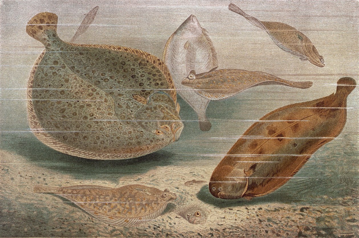 Peixe chato, prato da Vida Animal de Brehm: Cliente Geral do Reino Animal, vol.8, p.224, publicado pelo Instituto Bibliográfico, 1892 de German School