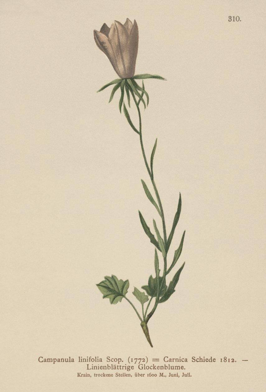 Bellflower com folhas de linho (Campanula linifolia, Campanula Carnica) de German School
