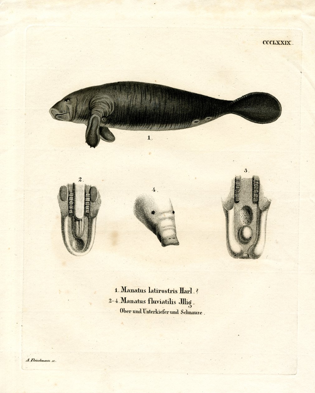 Florida Manatee (gravura colorida) de German School