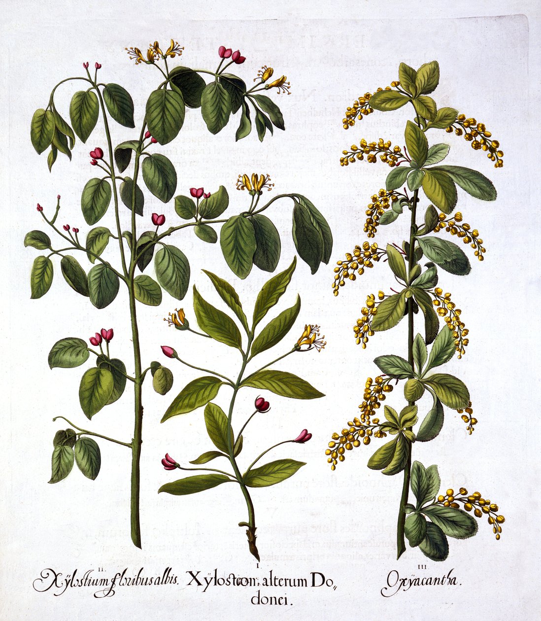 Fly Honeysuckle e Hawthorn, de Hortus Eystettensis, por Basil Besler (1561-1629), pub. 1613 (gravura colorida à mão) de German School