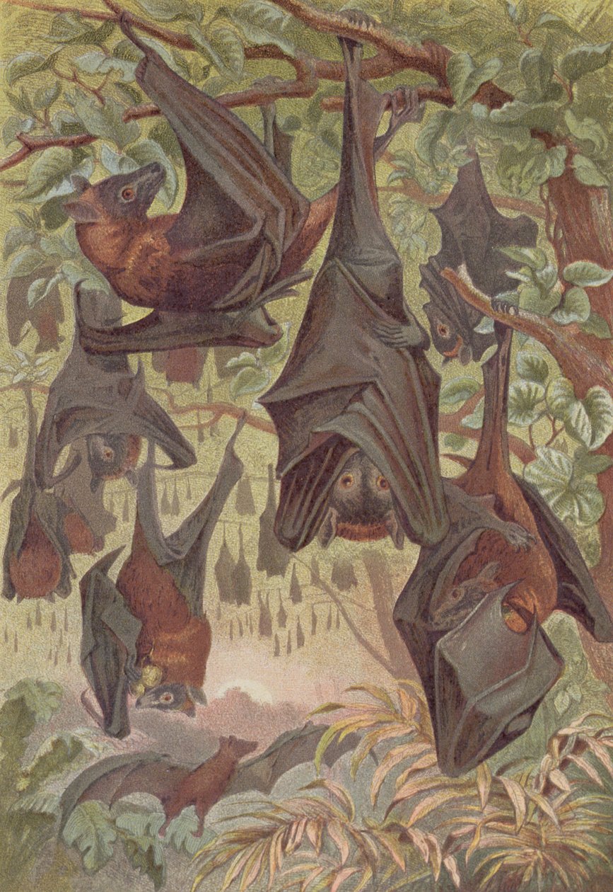 Flying Fox, registro de Brehms Tierleben: Allgemeine Kunde des Tierreichs, vol.1, p.344, publicado pelo Bibliographisches Institut, 1890 de German School