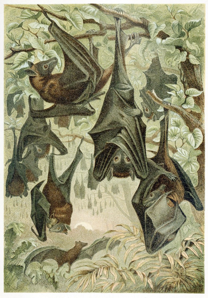 Raposas voadoras, de Brehms Tierleben, pub. Década de 1860 de German School