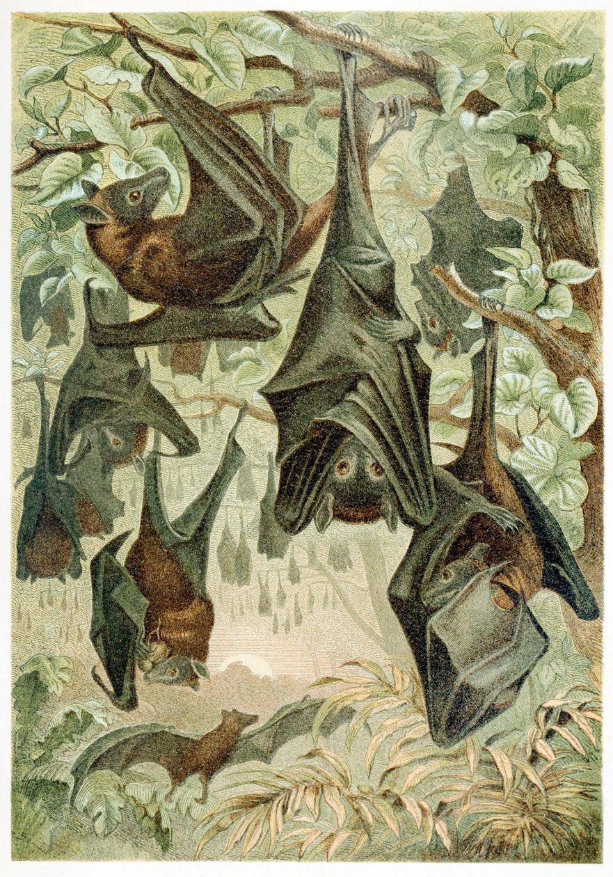 Flying Foxes, de Brehms Tierleben, pub. Litografia colorida de 1860, 1860. de German School