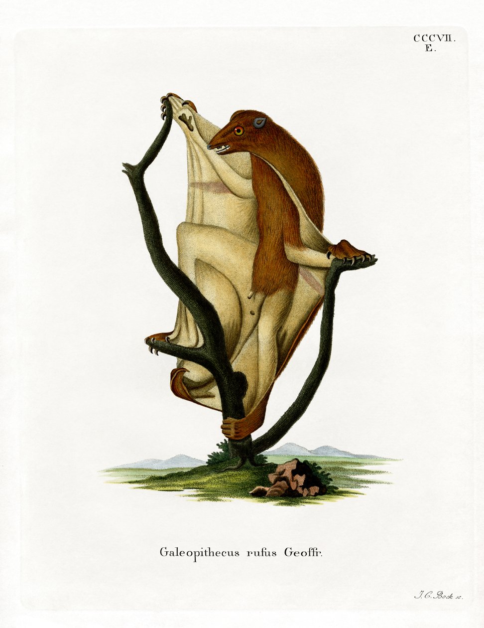 Flying Lemur (gravura colorida) de German School