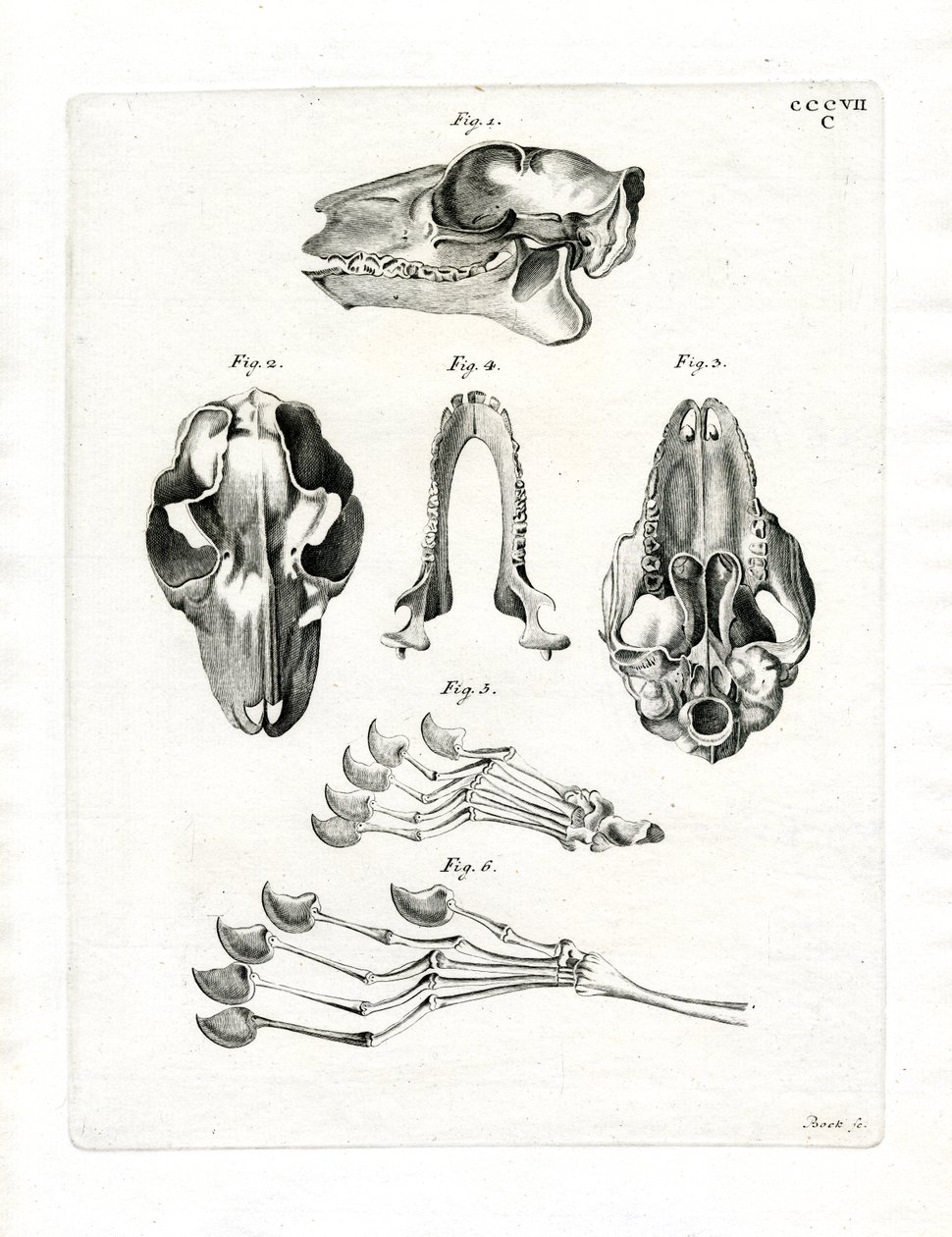 Flying Lemur Skull (gravura colorida) de German School