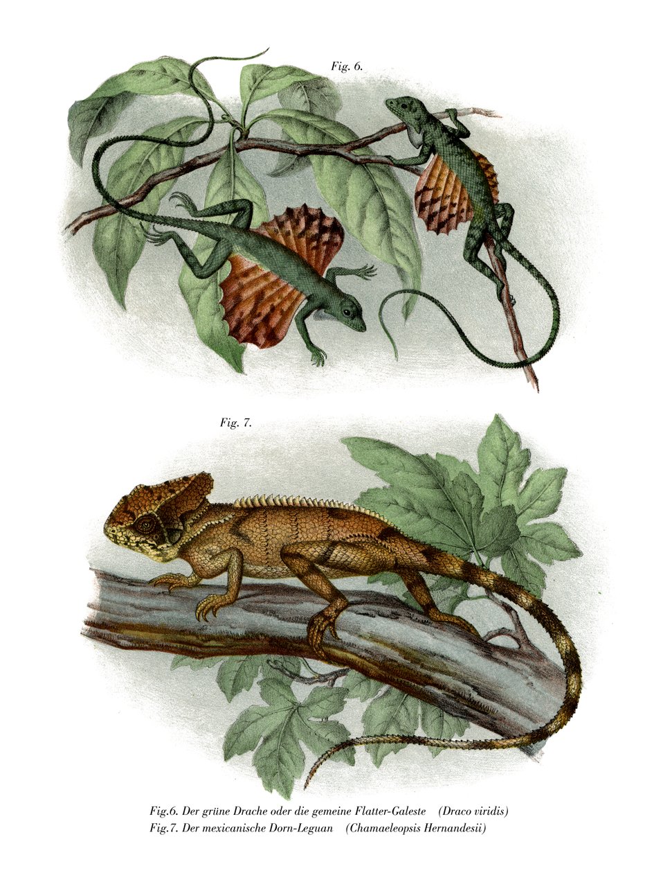 Flying Lizard (cor litho) de German School