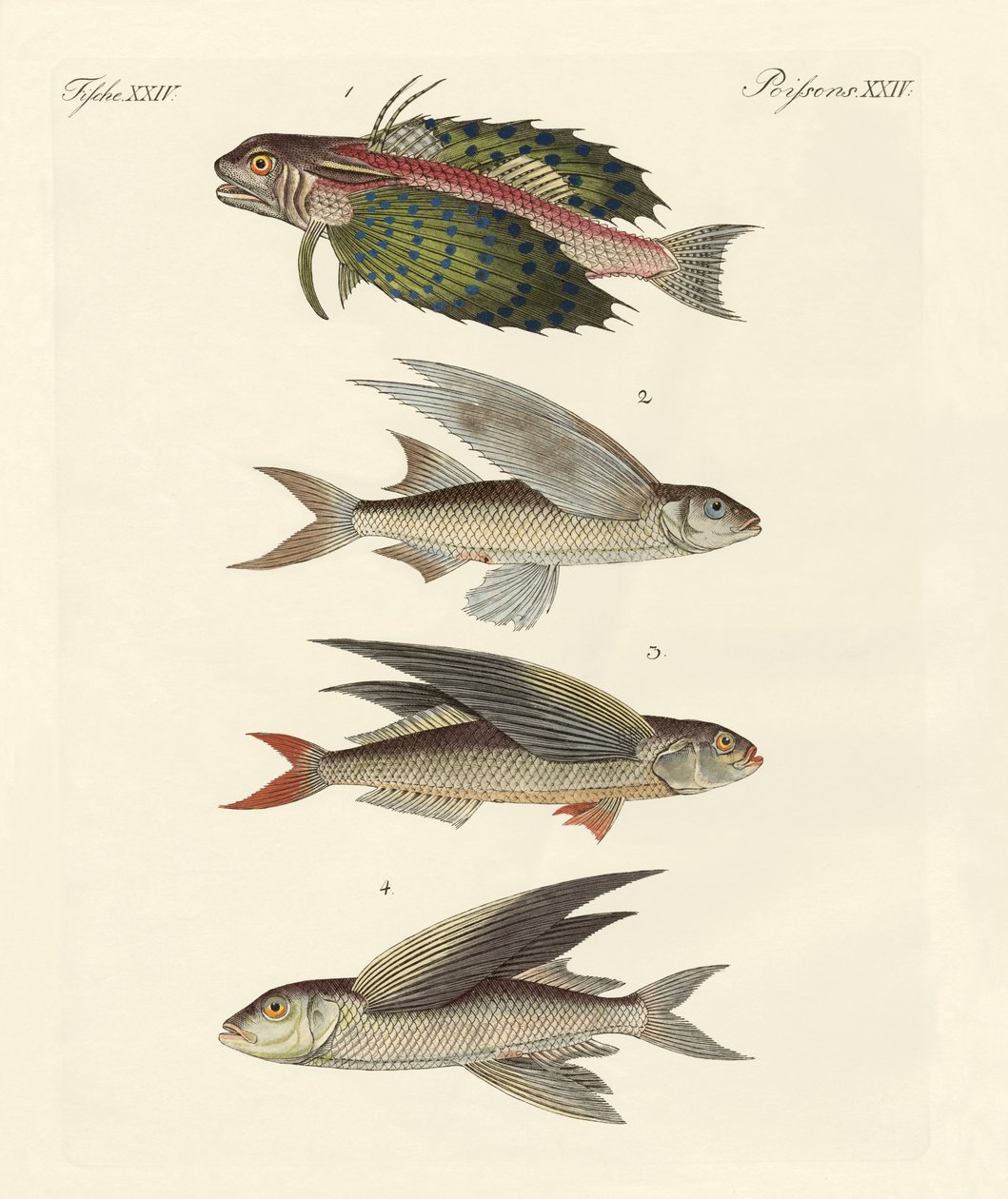 Peixe voador de German School