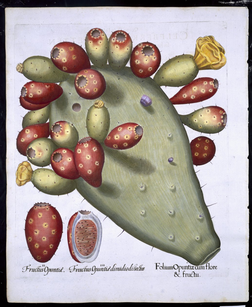 Opuntia do Folium de Hortus Eystettensis pelo bar de Basil Besler (1561-1629). 1613 (gravura colorida à mão) de German School