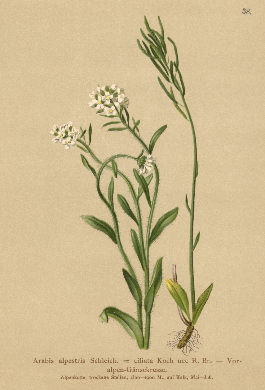 Sopé dos Alpes Agrião-das-paredes (Arabis alpestris, Arabis ciliata) de German School