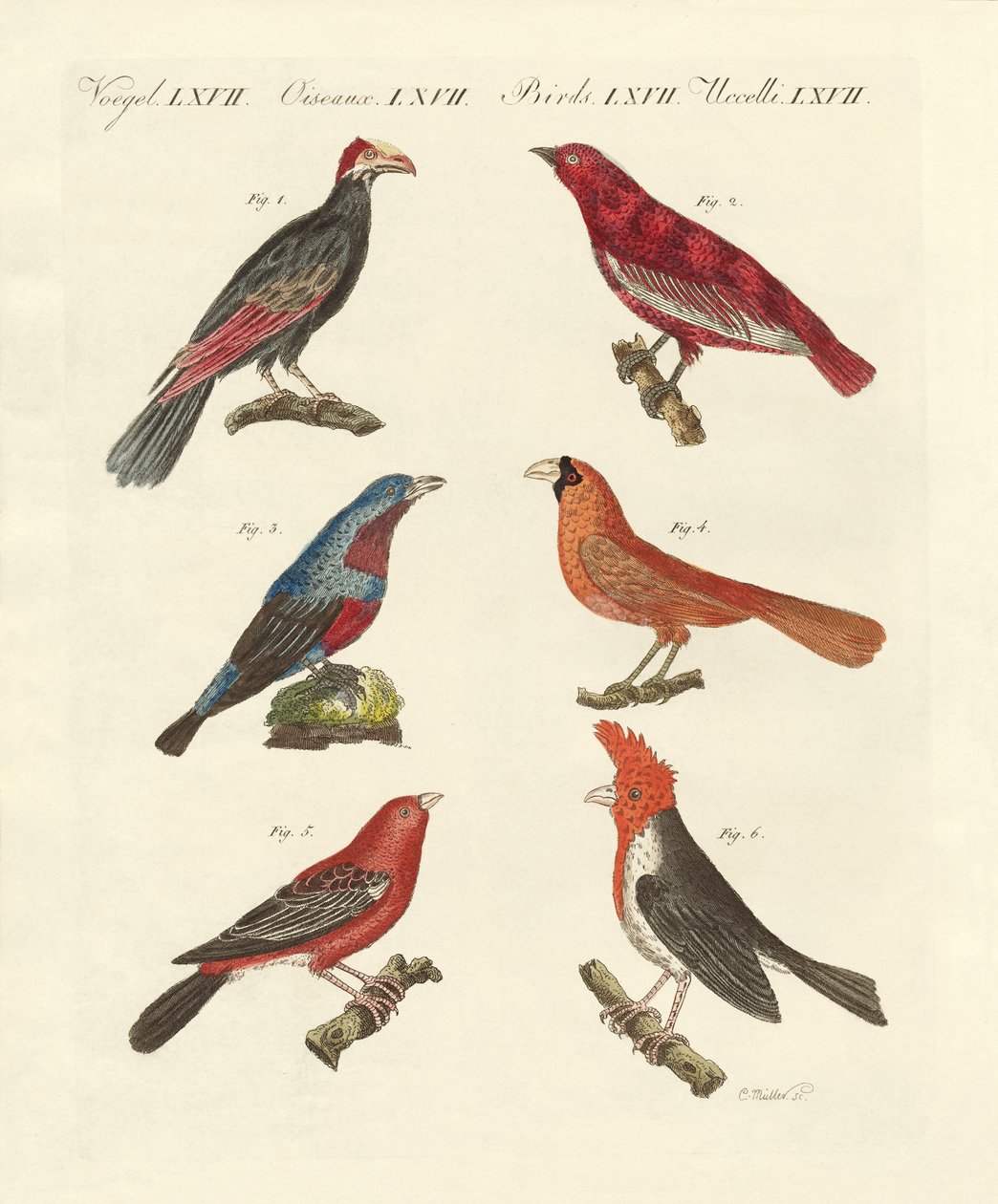 Pássaros de beleza estrangeira (gravação colorida) de German School