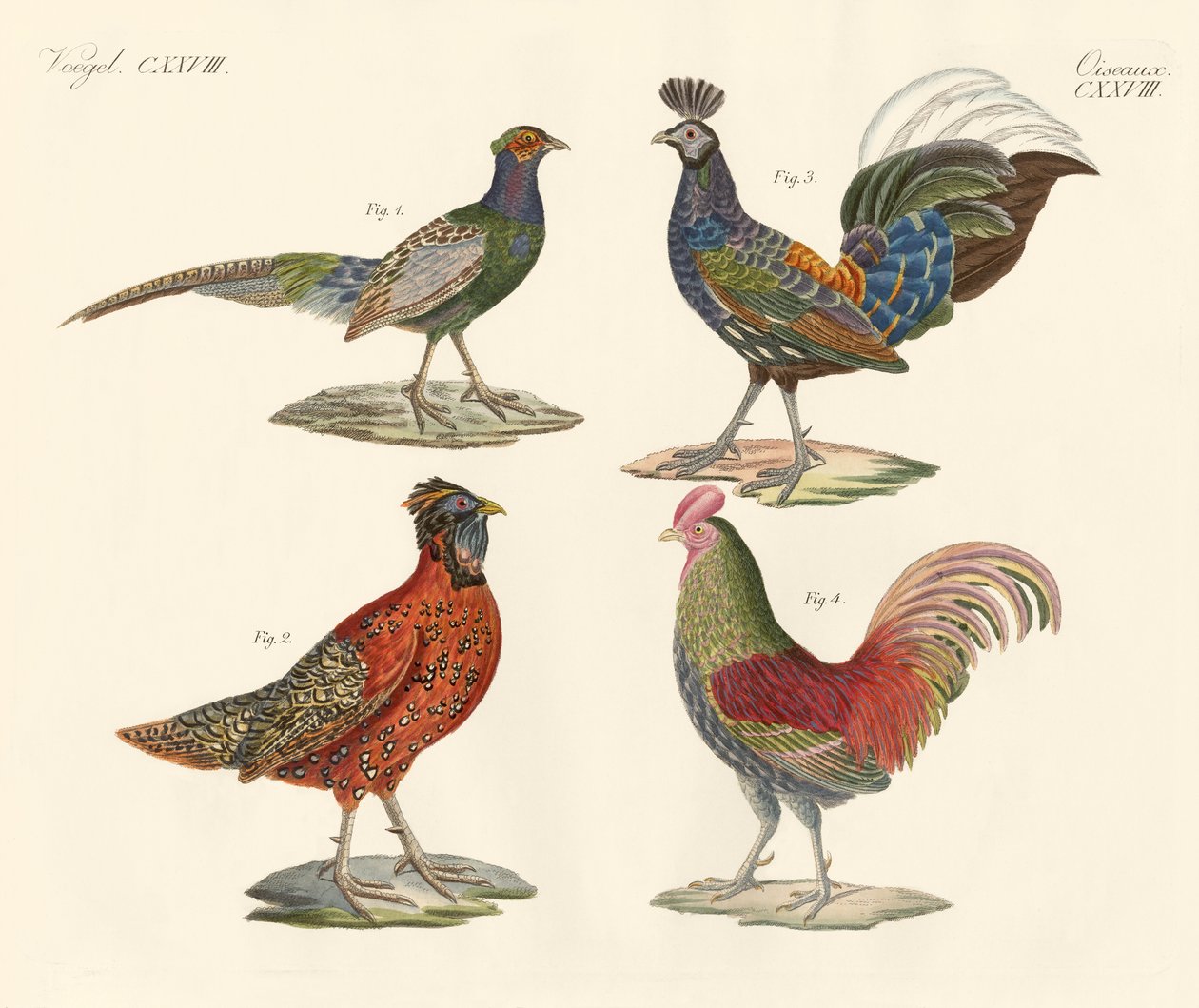 Aves estrangeiras (gravura colorida) de German School