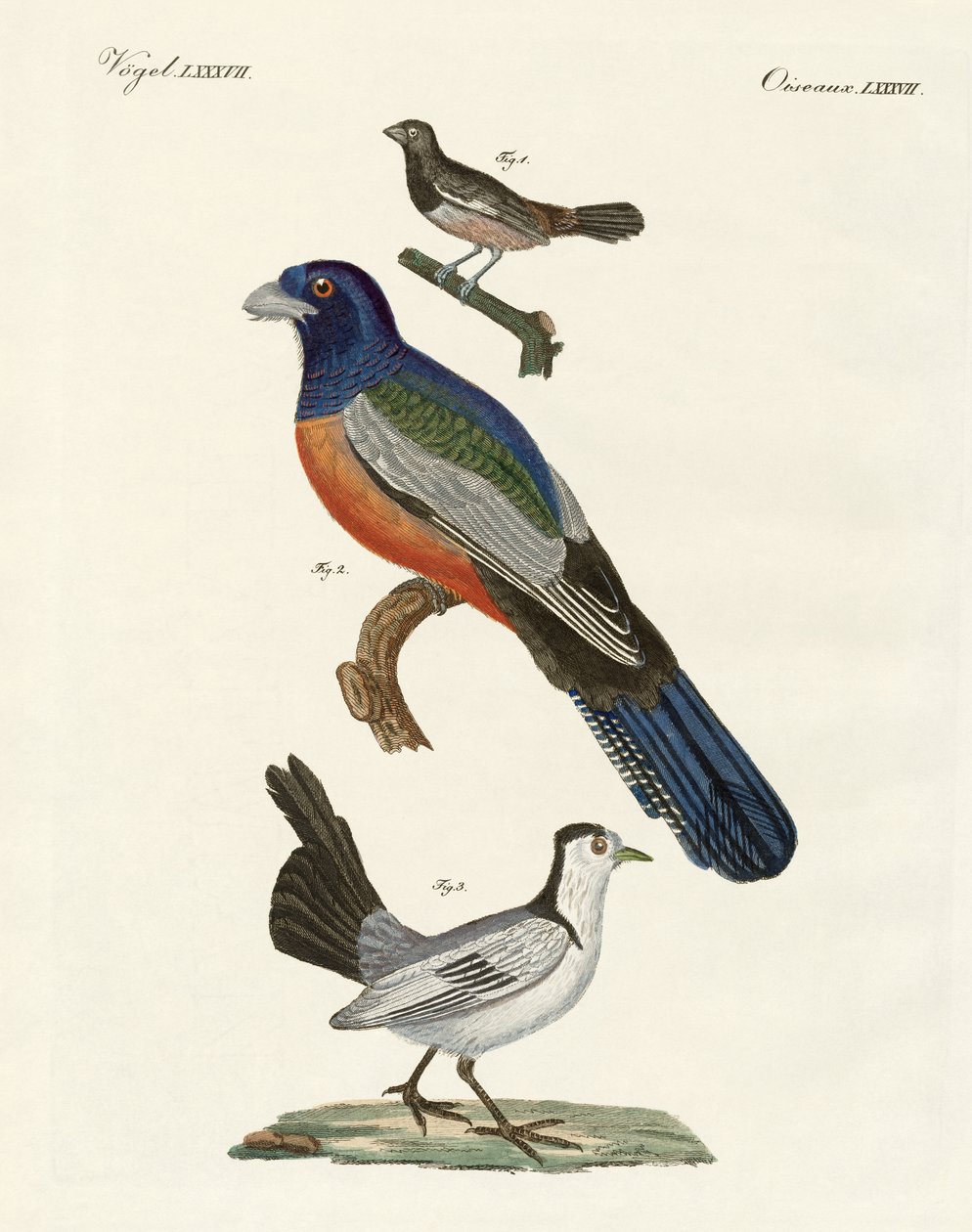 Aves estrangeiras (gravura colorida) de German School