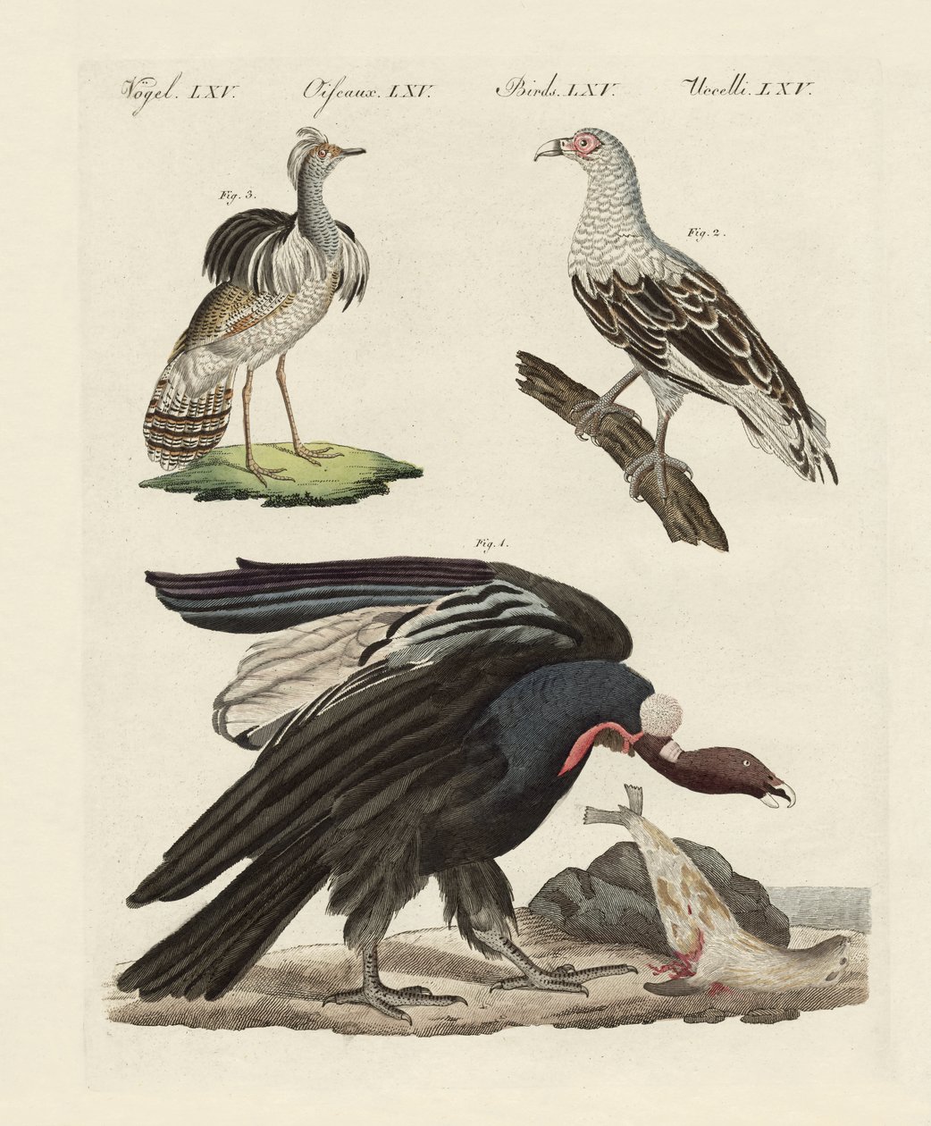 Aves estrangeiras (gravura colorida) de German School