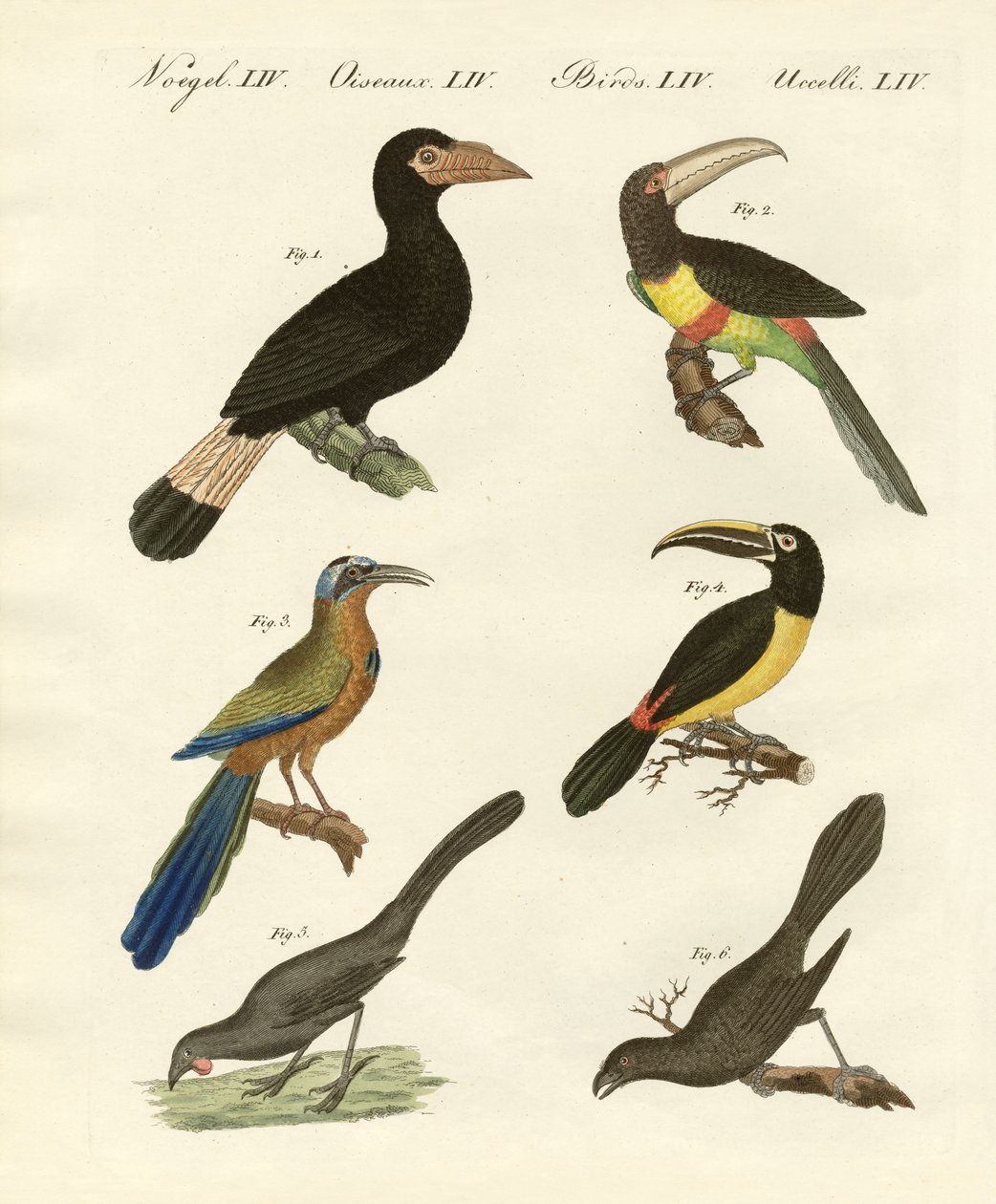 Aves estrangeiras de German School