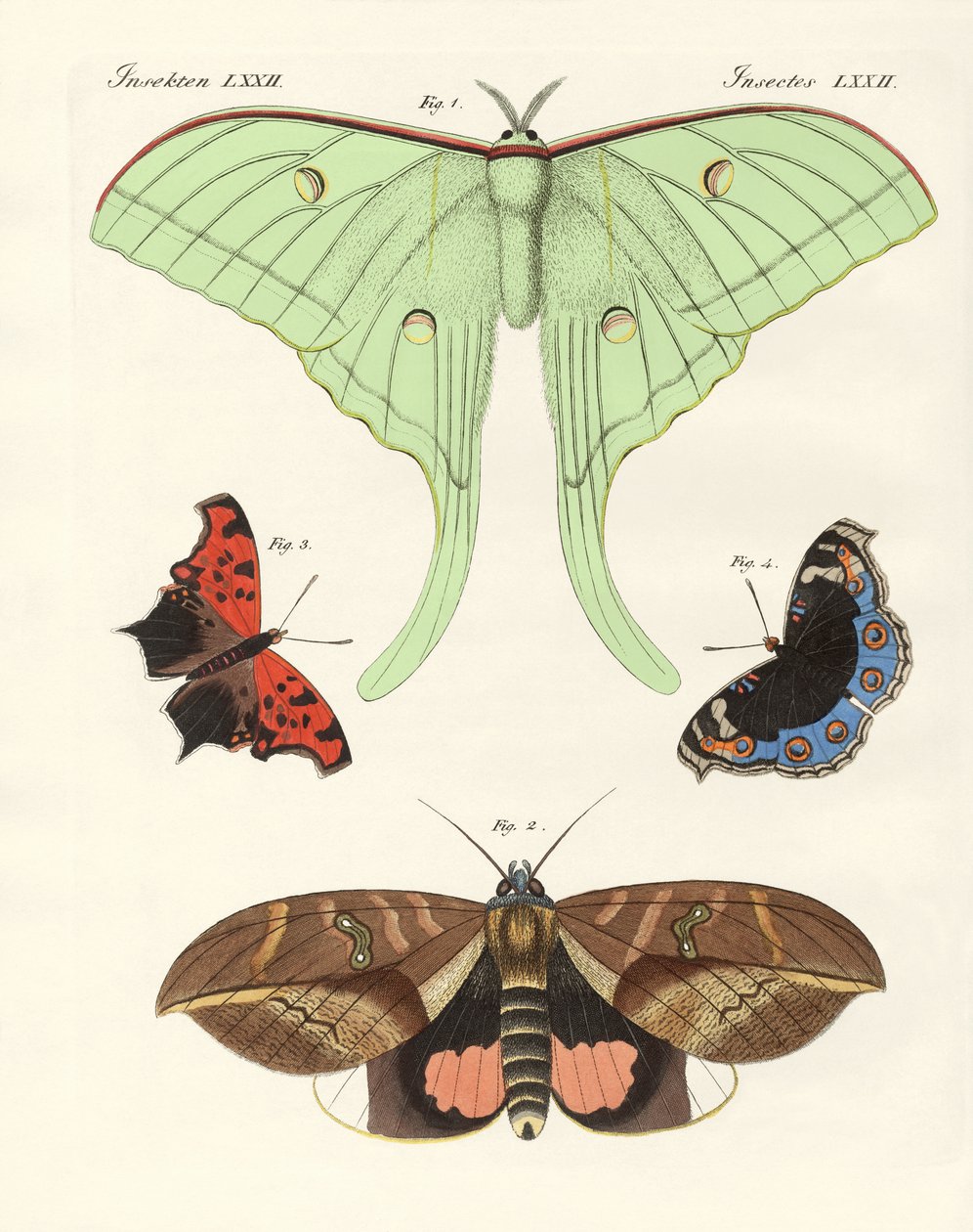 Borboletas estrangeiras (gravura colorida) de German School