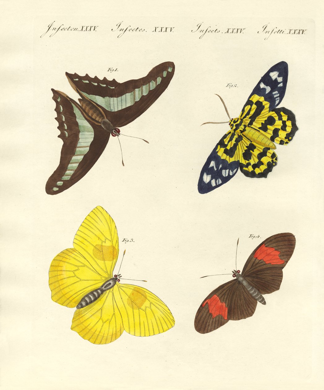 Borboletas estrangeiras (gravura colorida) de German School