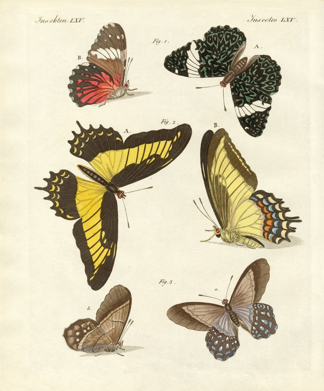 Borboletas estrangeiras (gravura colorida) de German School