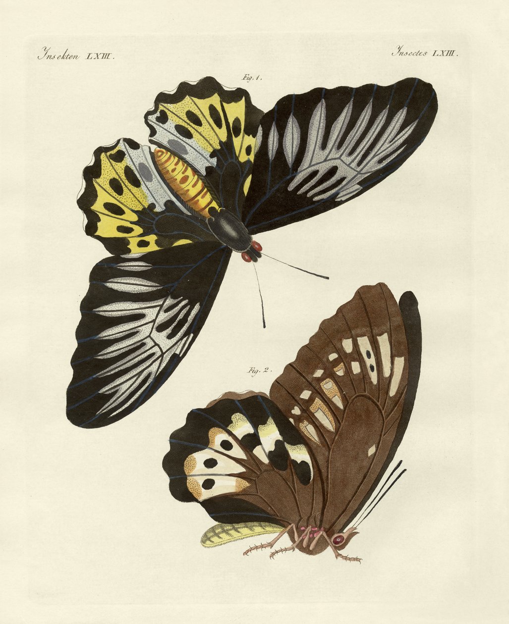 Borboletas estrangeiras de tamanho fenomenal (gravura colorida) de German School