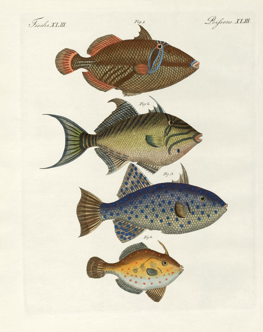 Peixe estrangeiro (gravura colorida) de German School
