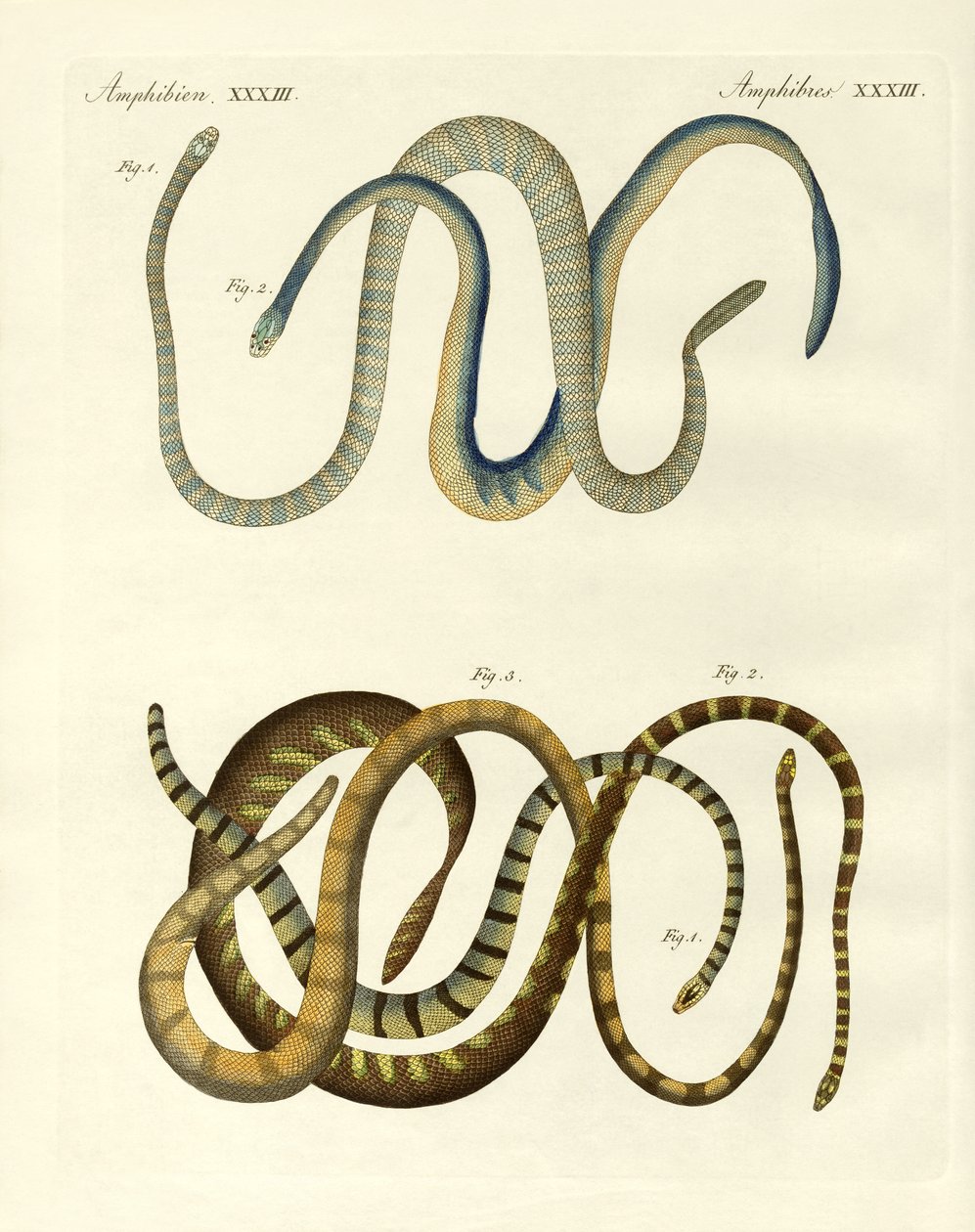 Tipos estranhos de blindworms de German School