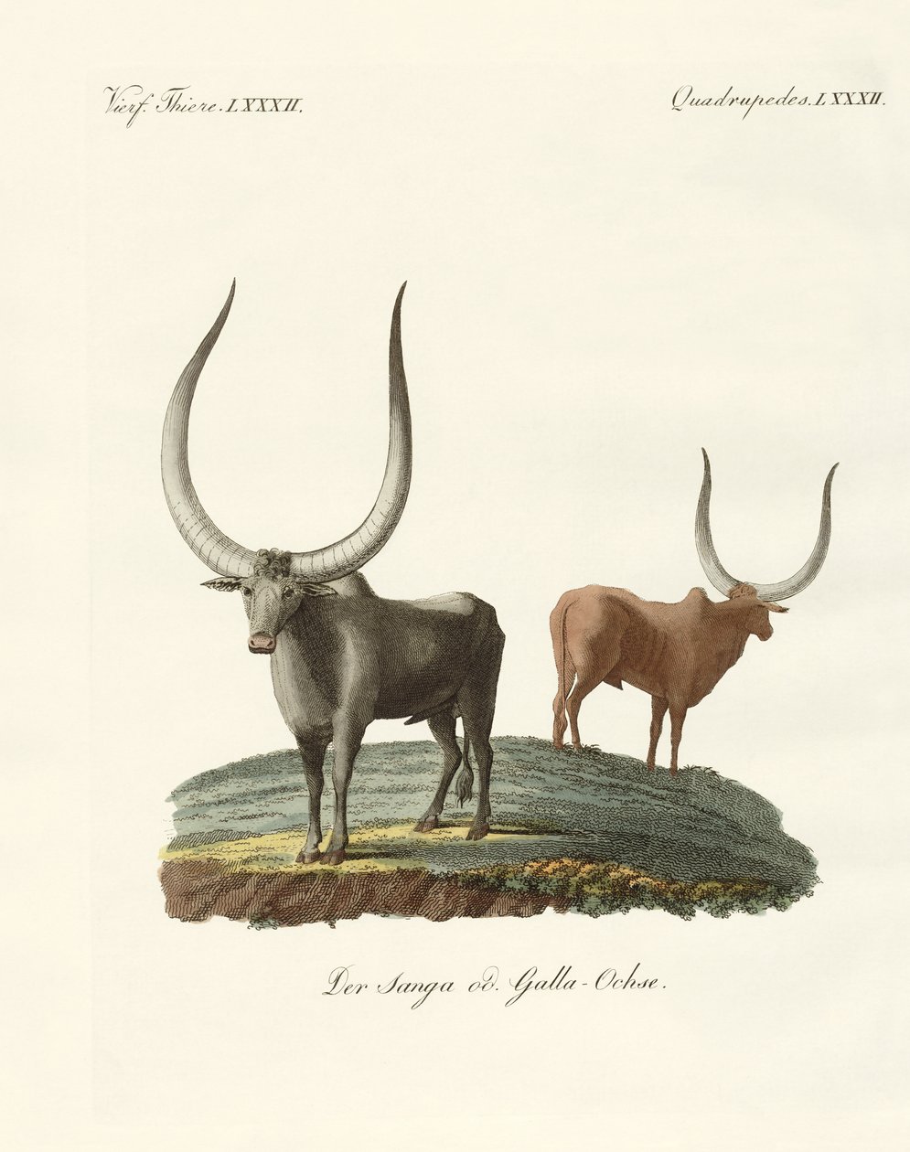 Mamíferos estrangeiros (gravura colorida) de German School