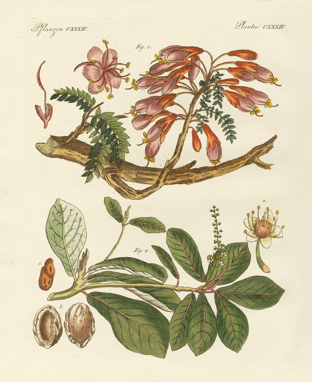 Plantas estrangeiras (gravura colorida) de German School