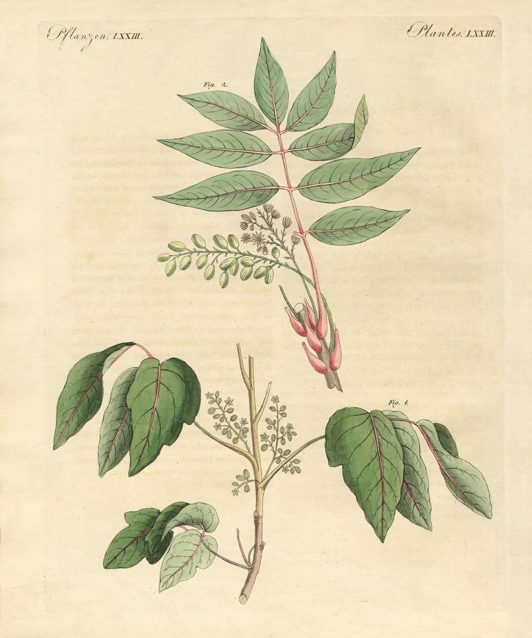 Plantas venenosas estrangeiras de German School
