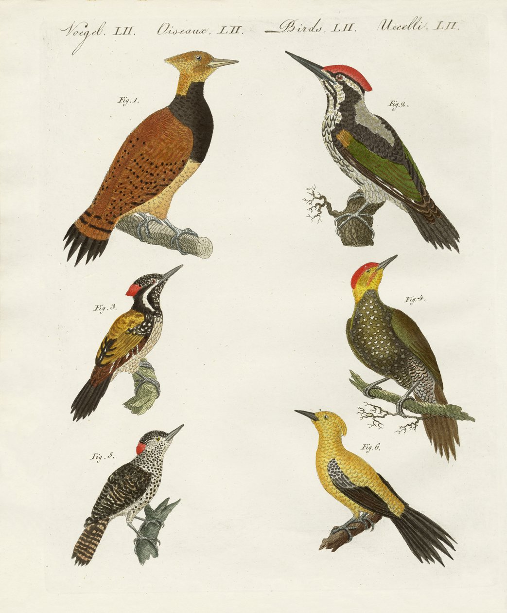 Wookpeckers estrangeiros de German School