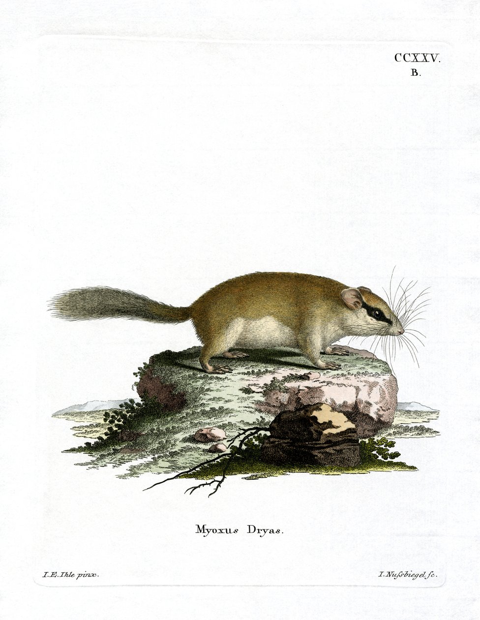 Forest Dormouse (gravura colorida) de German School