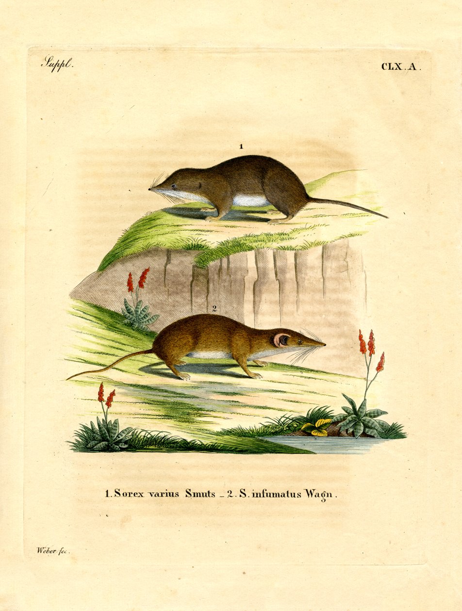 Musaranho da Floresta (gravura colorida) de German School