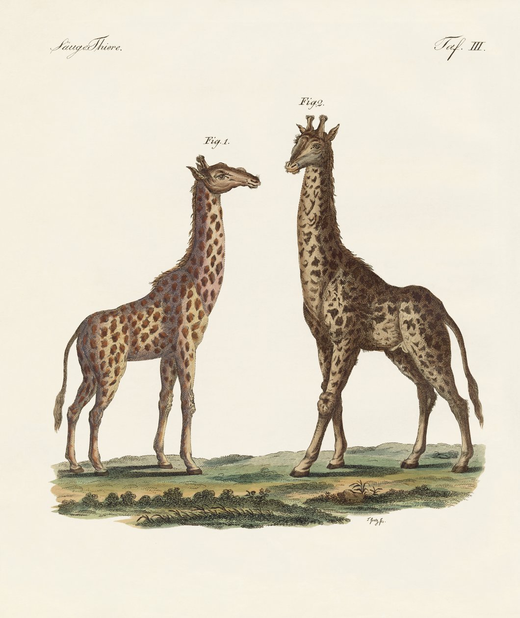 Animais de quatro patas de German School