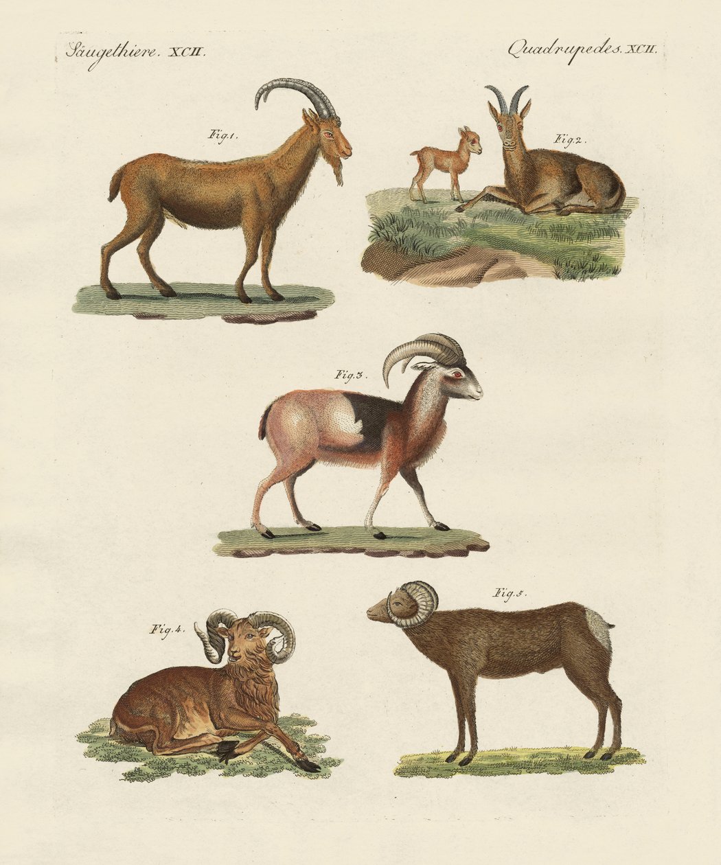 Animais de quatro pés (gravura colorida) de German School