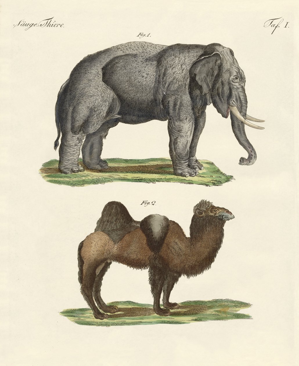 Animais de quatro pés (gravura colorida) de German School