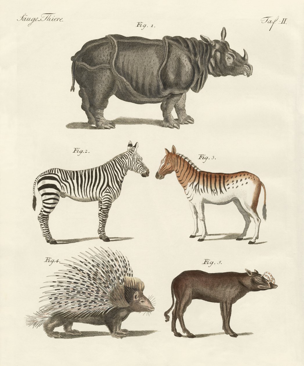 Animais de quatro pés (gravura colorida) de German School