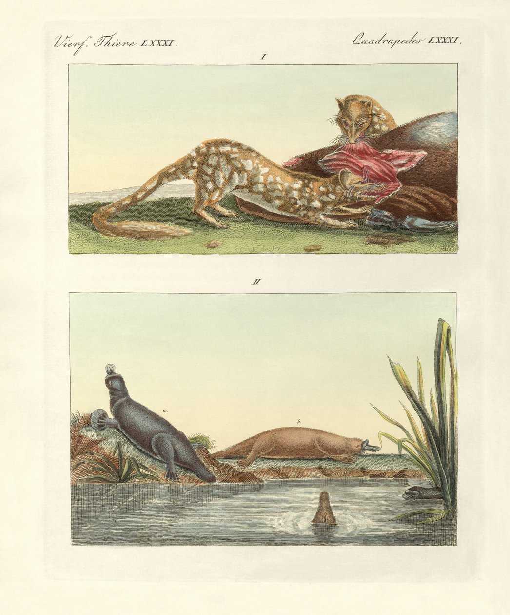 Animais de quatro patas da Austrália (gravura colorida) de German School