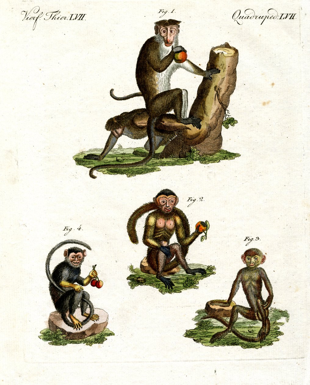 Quatro tipos de macaco de German School