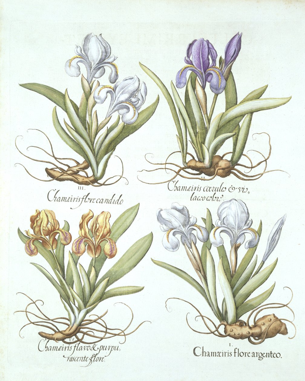 Quatro variedades de íris rizomatosas, de Hortus Eystettensis, por Basil Besler (1561-1629) pub. 1613 de German School