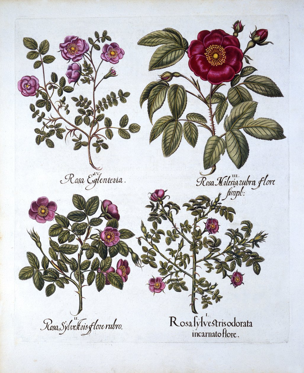 Quatro variedades de Dog Rose, de Hortus Eystettensis, de Basil Besler (1561-1629), pub. 1613 (gravura colorida à mão) de German School