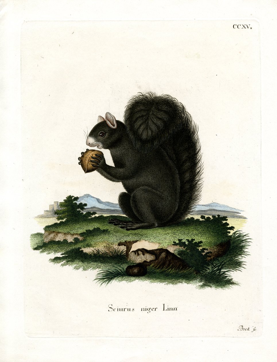 Fox Squirrel (gravação a cores) de German School