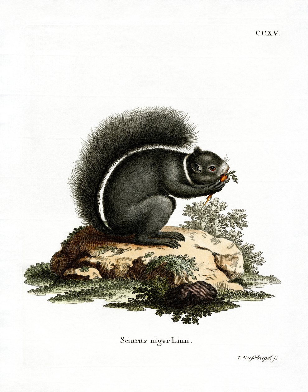 Fox Squirrel (gravação a cores) de German School