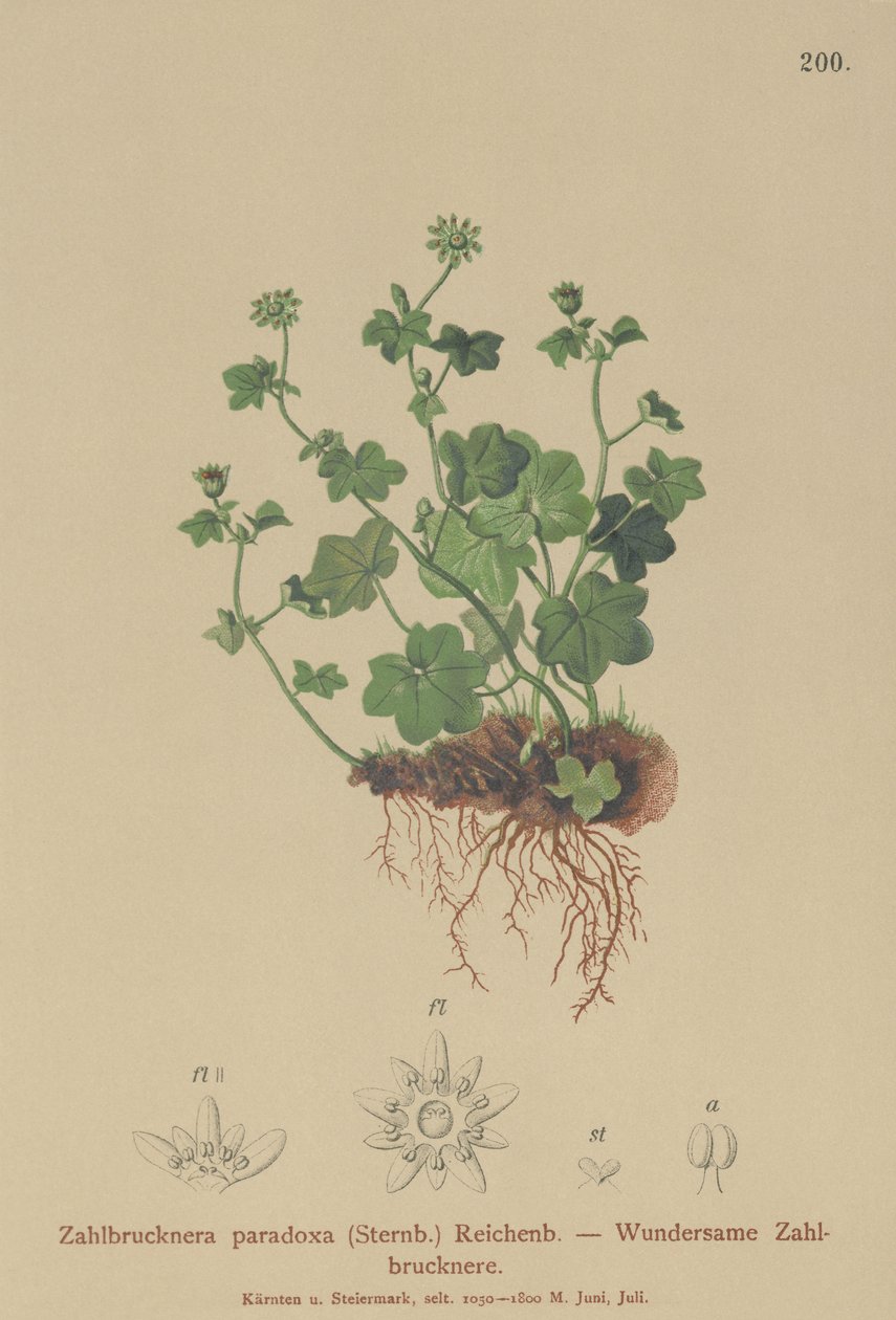 Saxifrage frágil (Zahlbrucknera paradoxa, Saxifraga paradoxa) de German School