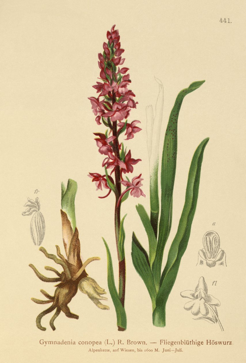 Orquídea perfumada (Gymnadenia conopea) de German School