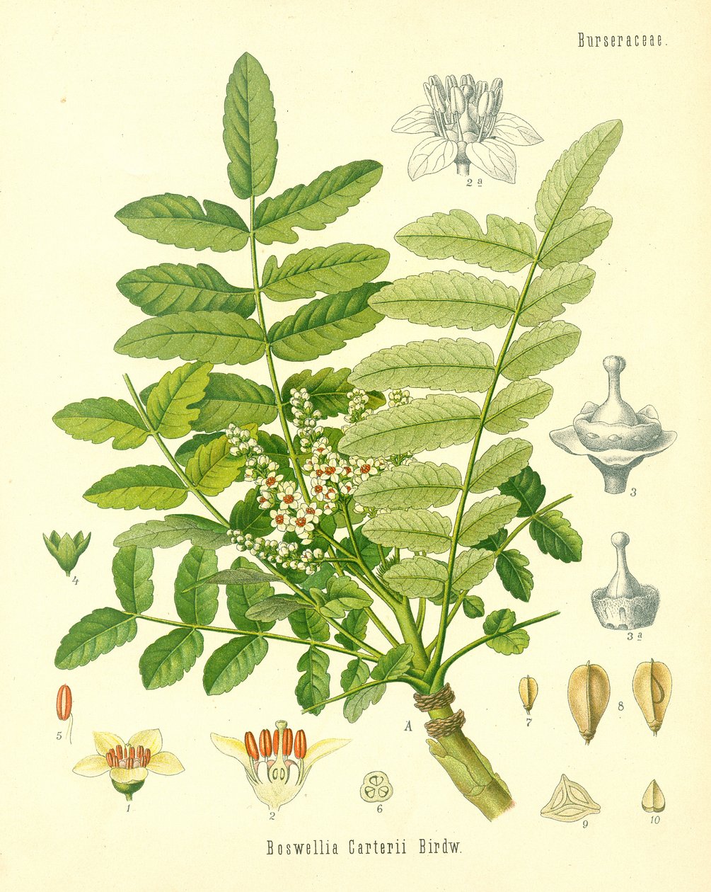 Incenso, ilustração da Koehlers Medicinal Plants, publicado em 1887 de German School