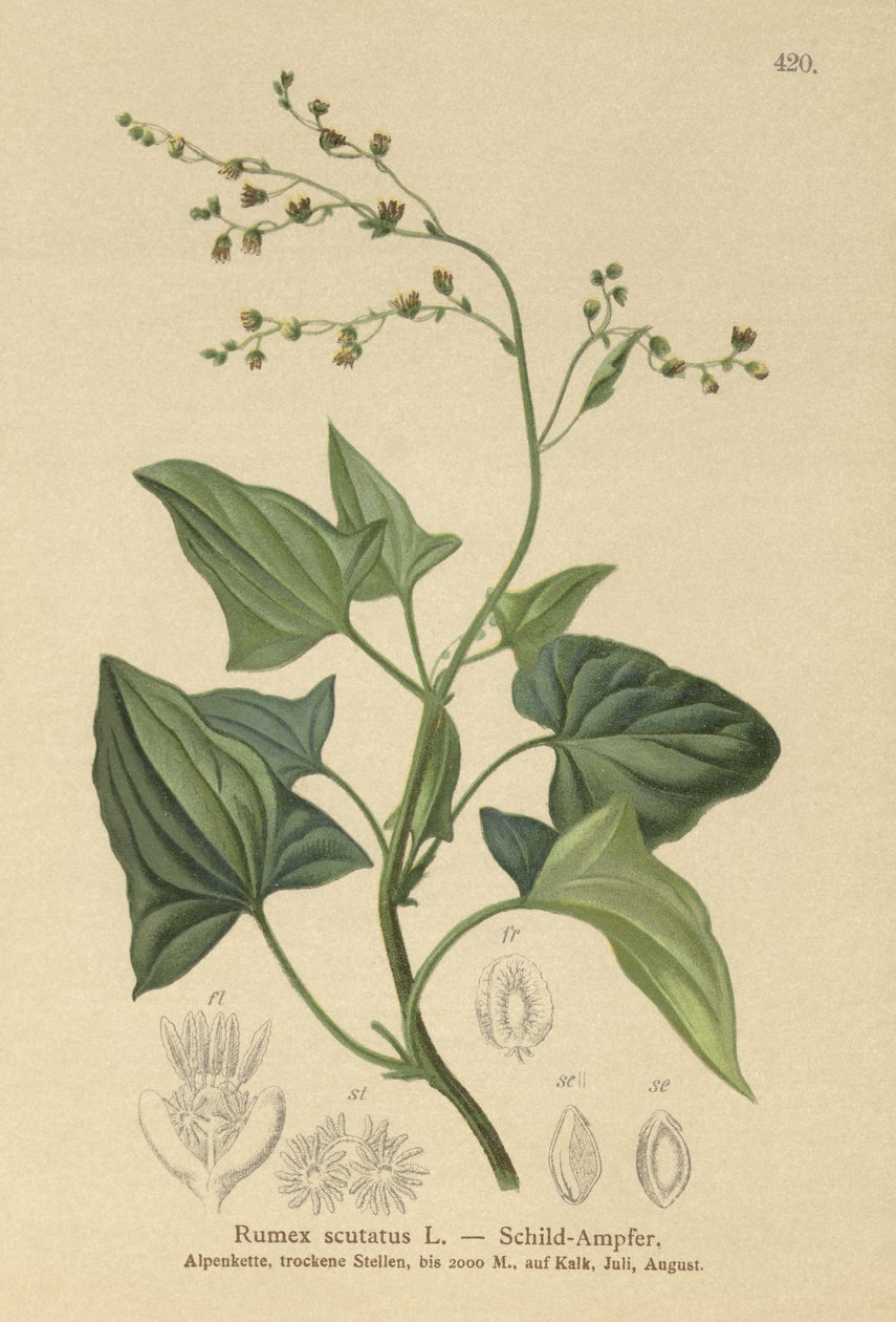 Azeda francesa (Rumex scutatus) de German School